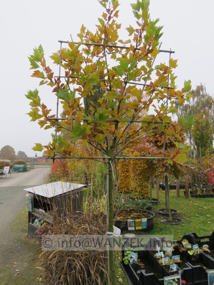 Platanus hispanica Alphen's Globe - Faecher fuer Sichtschutz.JPG